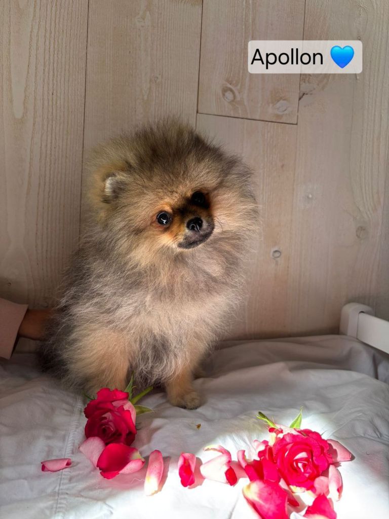 Mosneranie - Chiots disponibles - Spitz allemand
