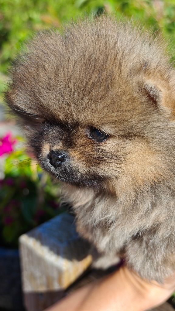 Mosneranie - Chiots disponibles - Spitz allemand