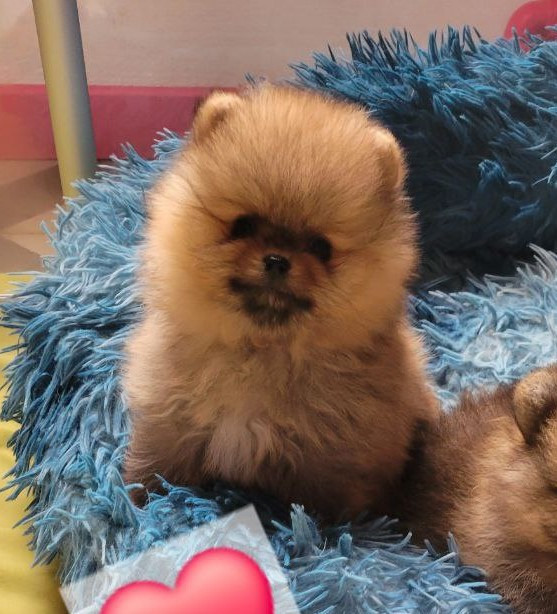 Mosneranie - Chiots disponibles - Spitz allemand