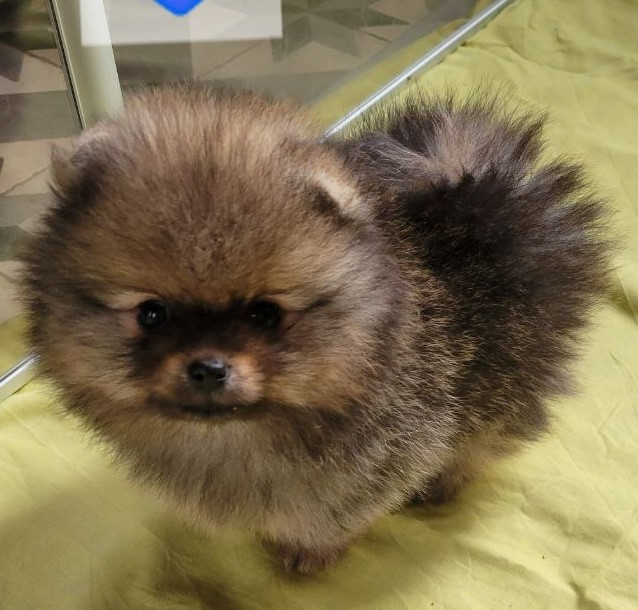 Mosneranie - Chiots disponibles - Spitz allemand