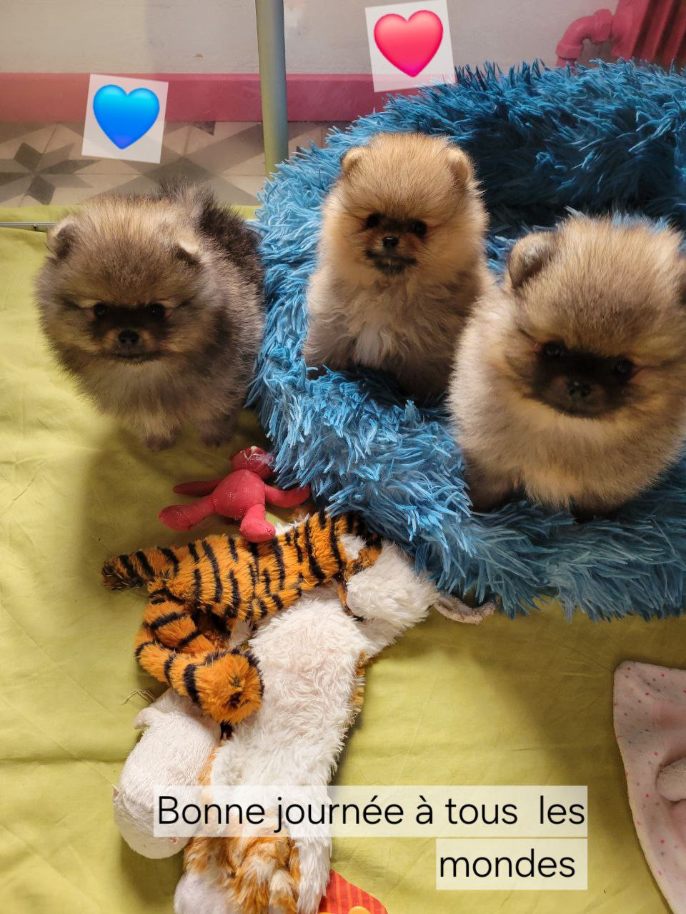 Mosneranie - Spitz allemand - Portée née le 06/09/2025