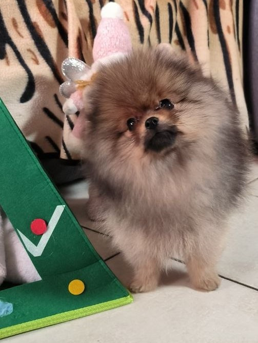 Mosneranie - Chiots disponibles - Spitz allemand