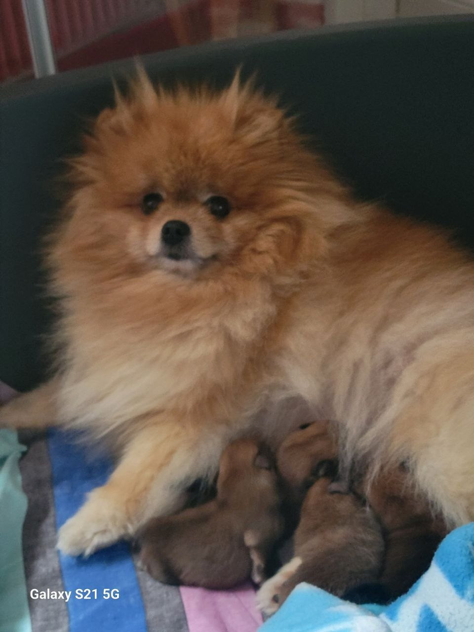 Chiot Spitz allemand Mosneranie