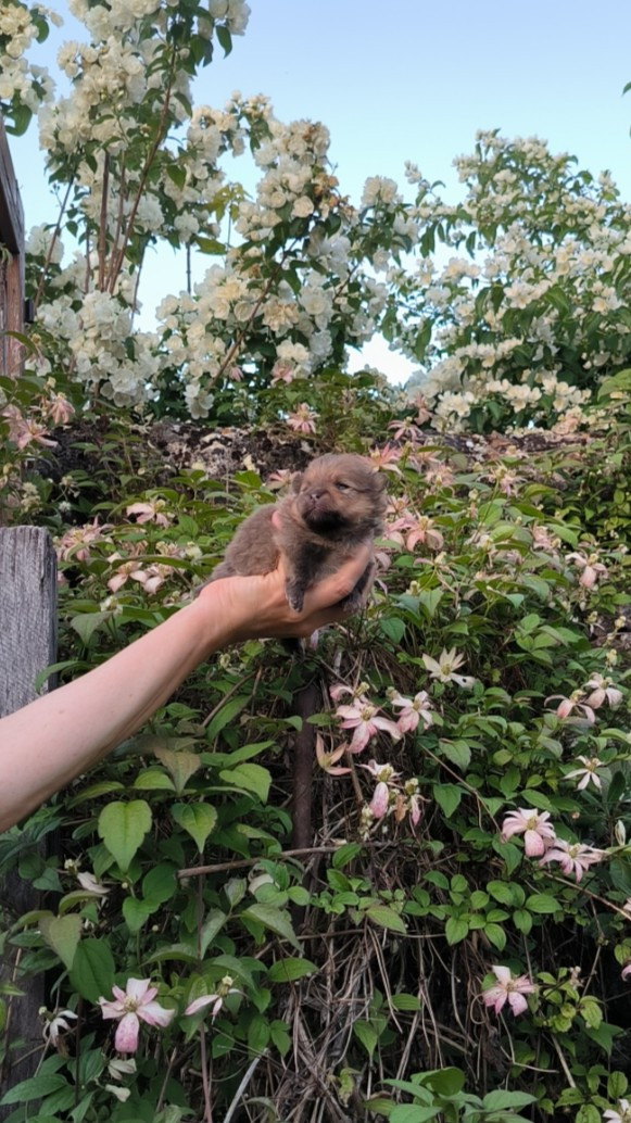 Mosneranie - Chiots disponibles - Spitz allemand