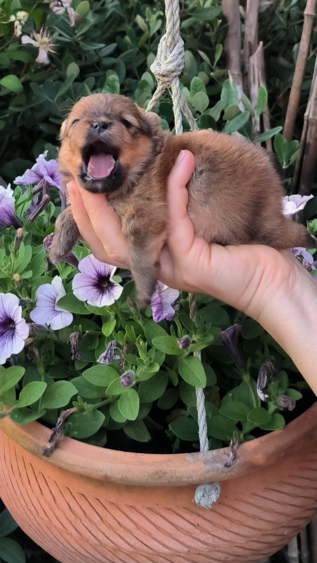 Mosneranie - Chiots disponibles - Spitz allemand