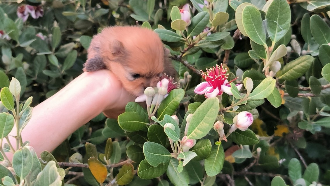 Mosneranie - Chiots disponibles - Spitz allemand