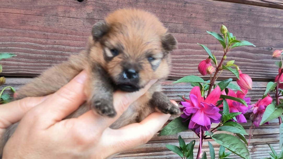 Mosneranie - Chiots disponibles - Spitz allemand