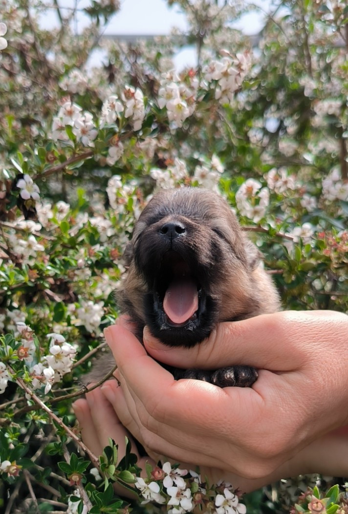 Mosneranie - Chiots disponibles - Spitz allemand