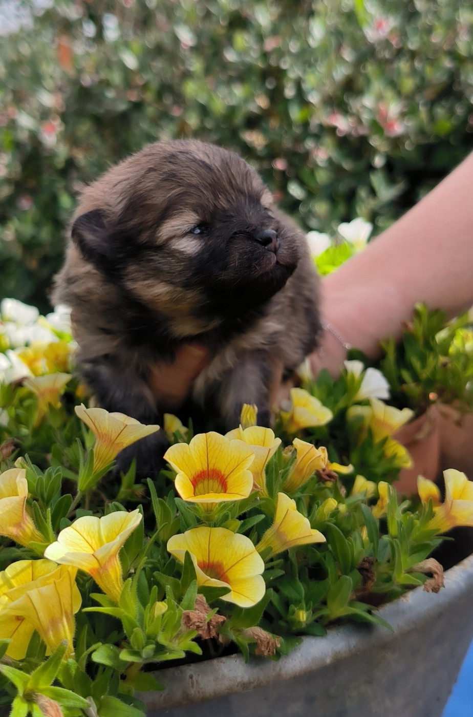 Mosneranie - Chiots disponibles - Spitz allemand
