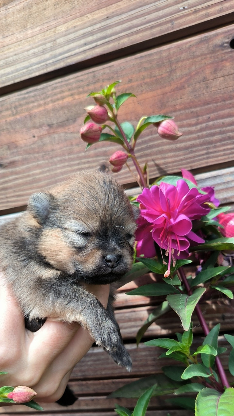 Mosneranie - Chiots disponibles - Spitz allemand