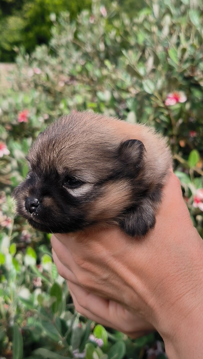 Mosneranie - Chiots disponibles - Spitz allemand