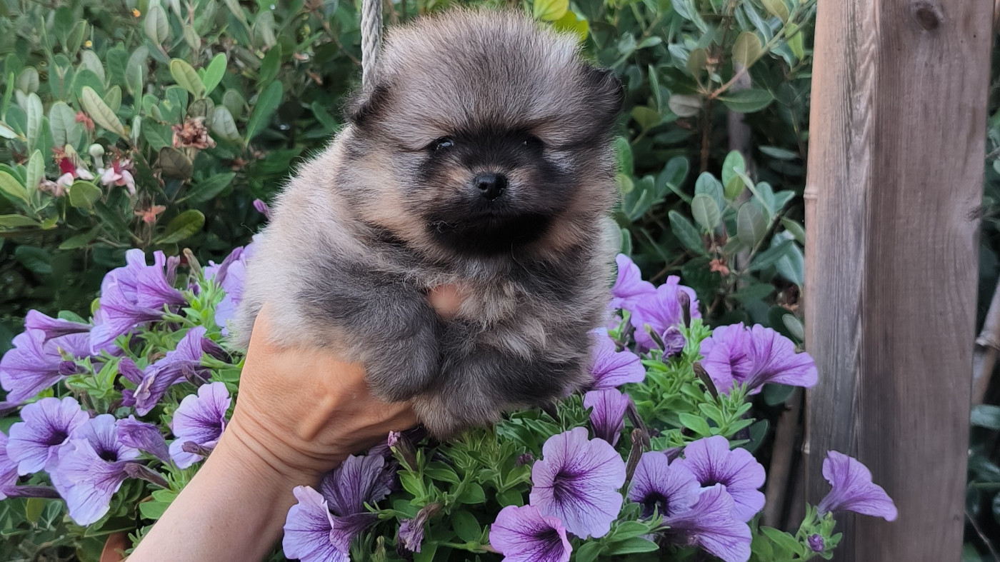 Mosneranie - Chiots disponibles - Spitz allemand