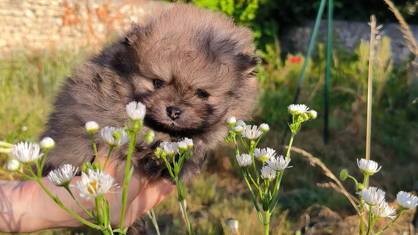 Mosneranie - Chiots disponibles - Spitz allemand