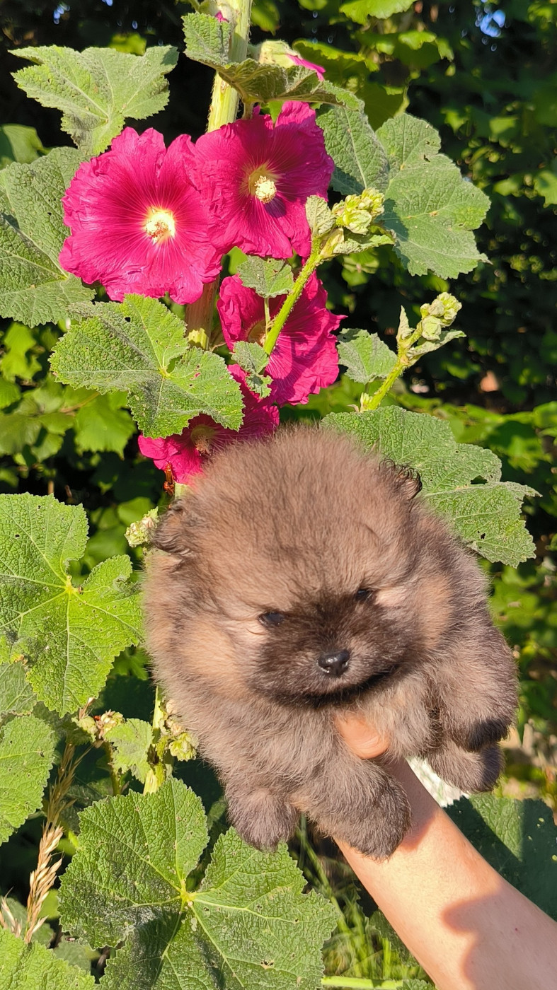 Mosneranie - Chiots disponibles - Spitz allemand