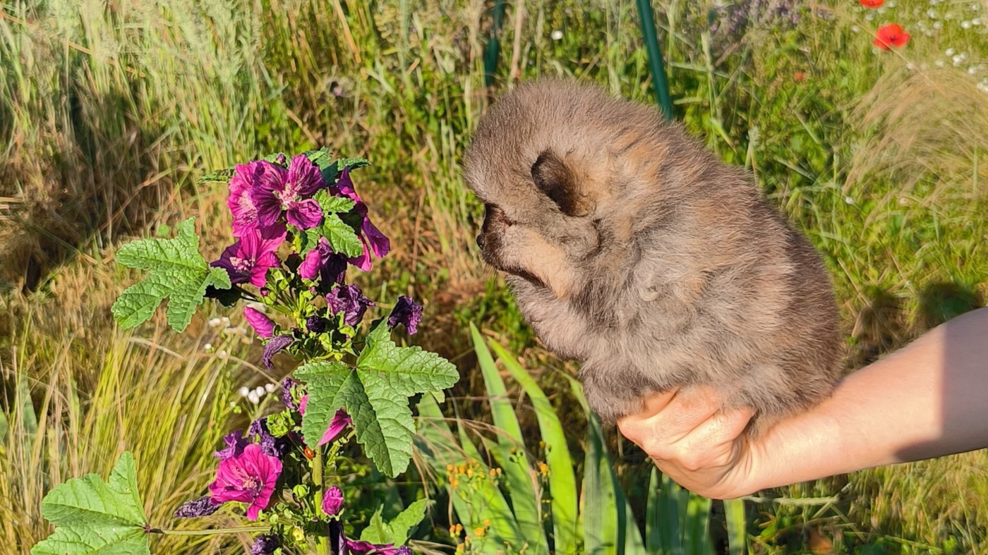 Mosneranie - Chiots disponibles - Spitz allemand