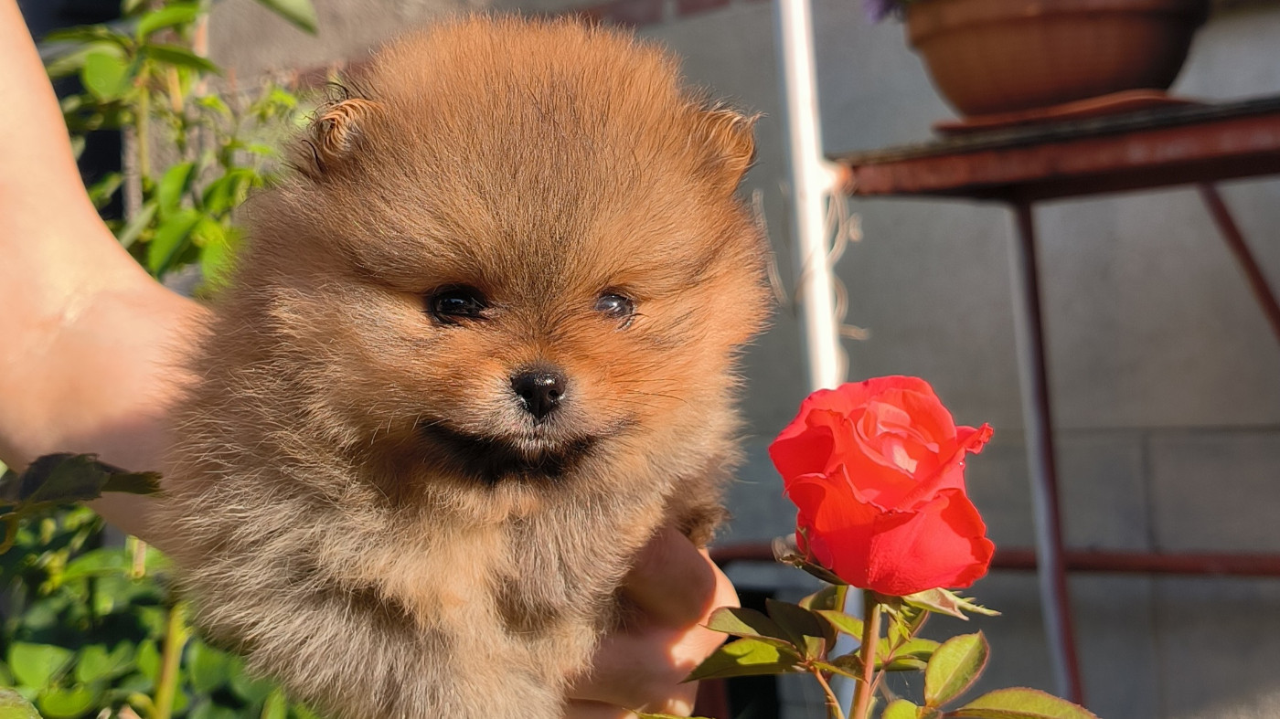 Mosneranie - Chiots disponibles - Spitz allemand