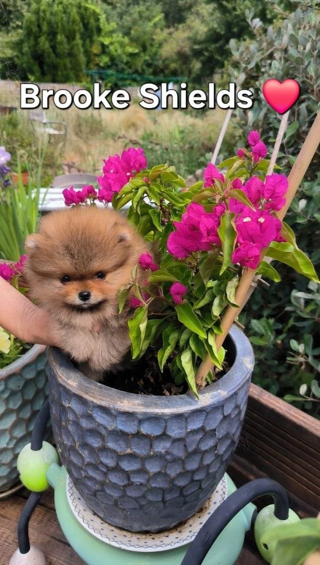 Mosneranie - Chiots disponibles - Spitz allemand