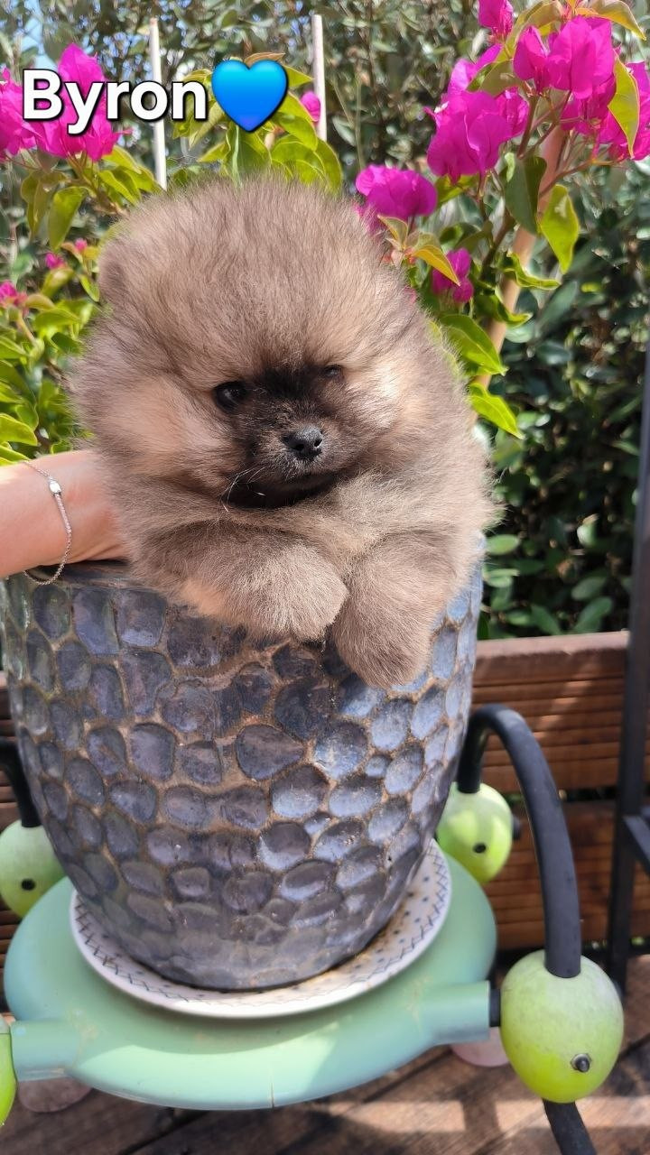 Mosneranie - Chiots disponibles - Spitz allemand