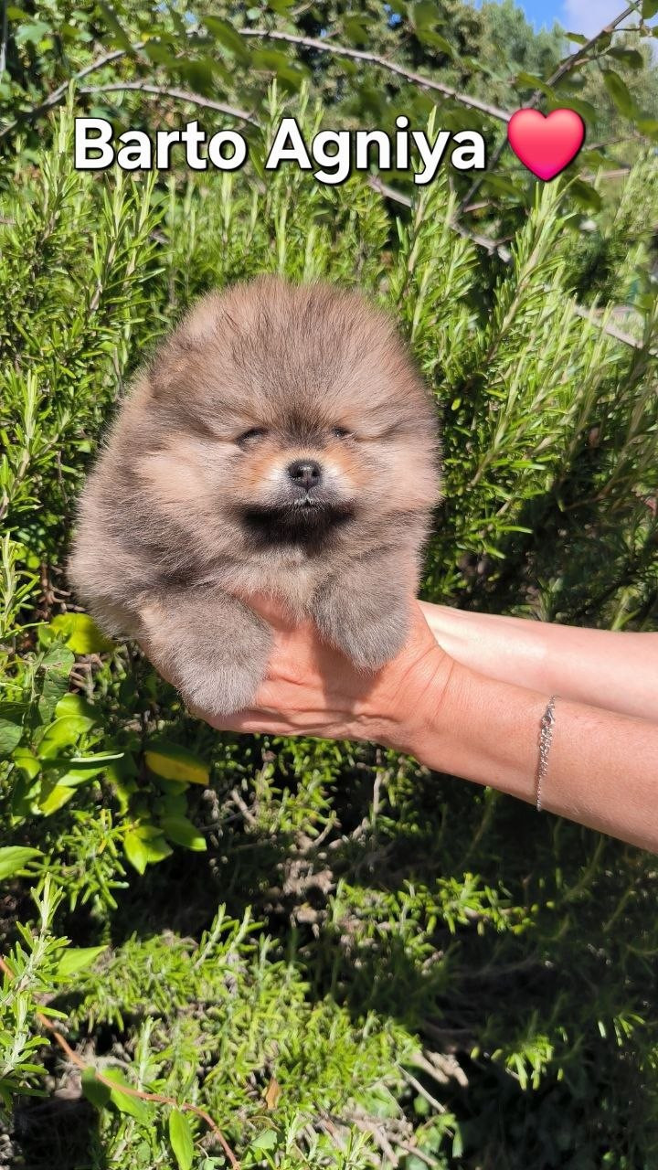 Mosneranie - Chiots disponibles - Spitz allemand