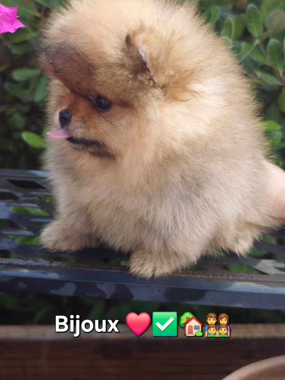 Mosneranie - Chiots disponibles - Spitz allemand