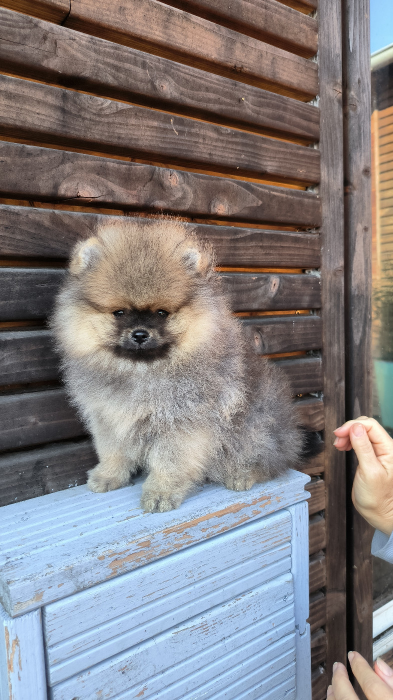 Mosneranie - Chiots disponibles - Spitz allemand