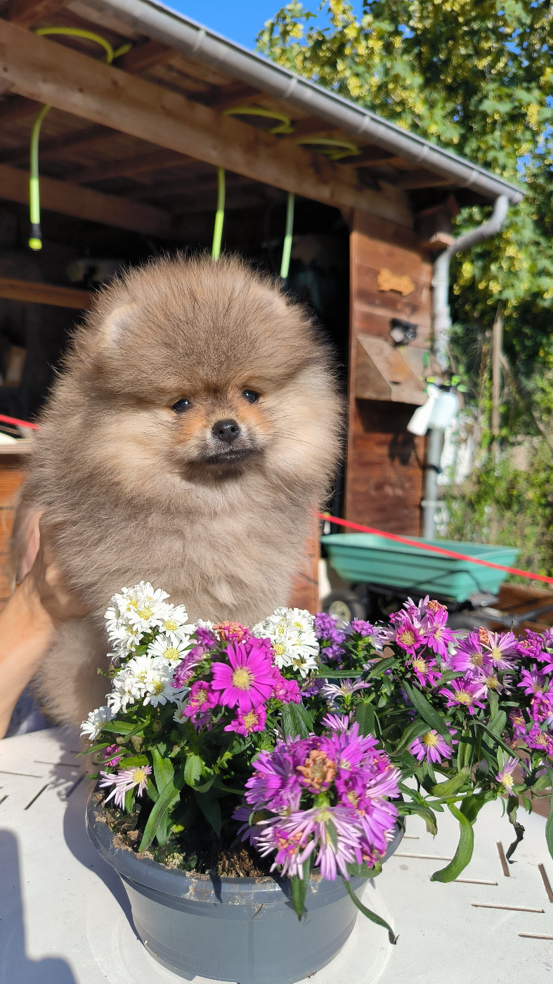 Mosneranie - Chiots disponibles - Spitz allemand