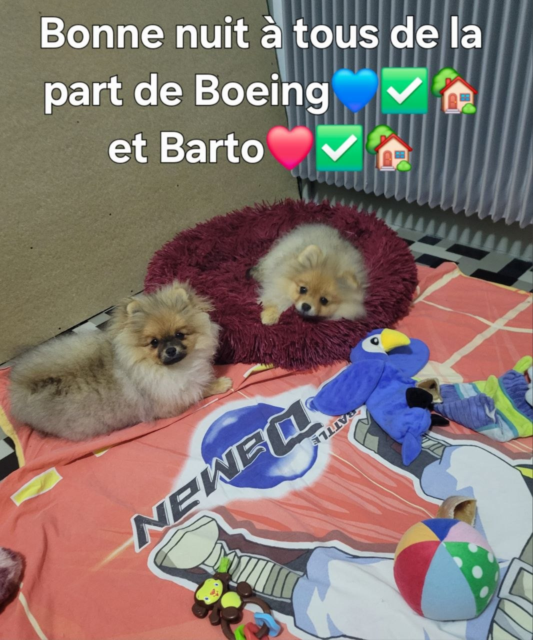 Mosneranie - Chiots disponibles - Spitz allemand