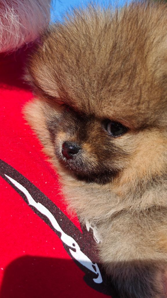 Mosneranie - Chiots disponibles - Spitz allemand