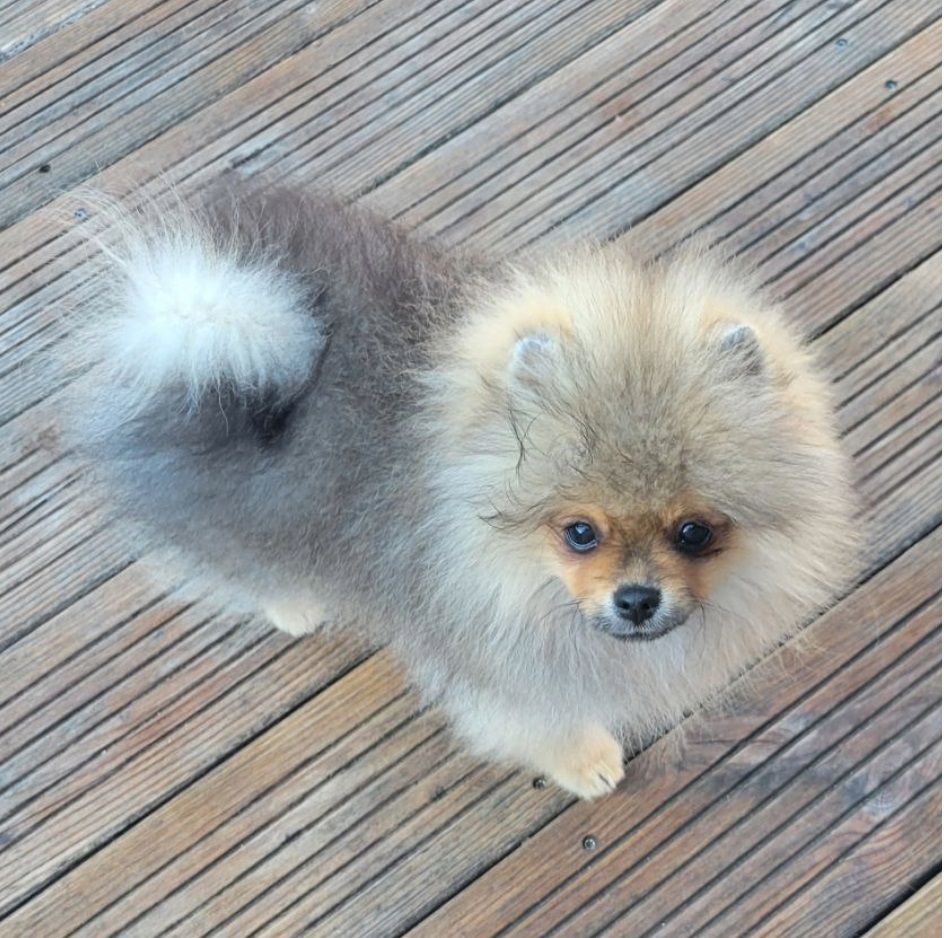 Mosneranie - Chiots disponibles - Spitz allemand
