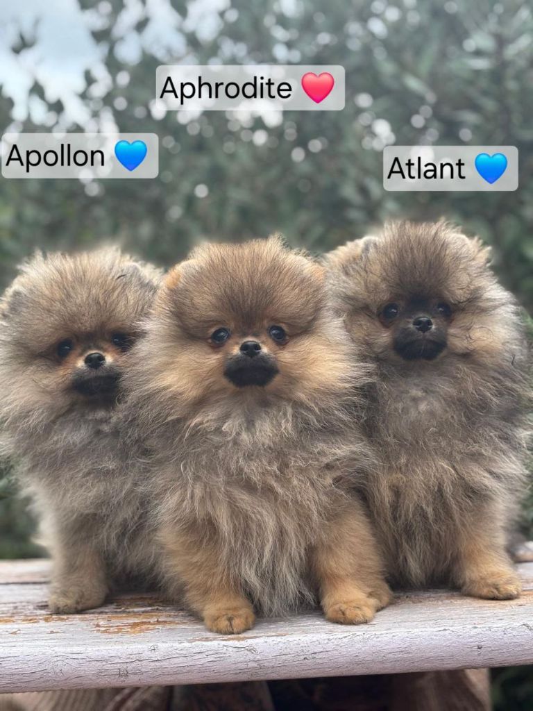 Chiot Spitz allemand Mosneranie