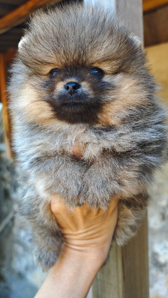 Mosneranie - Chiots disponibles - Spitz allemand