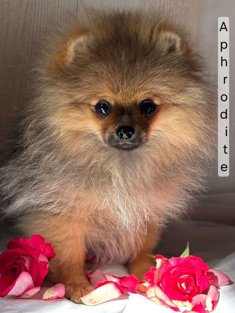Mosneranie - Chiots disponibles - Spitz allemand