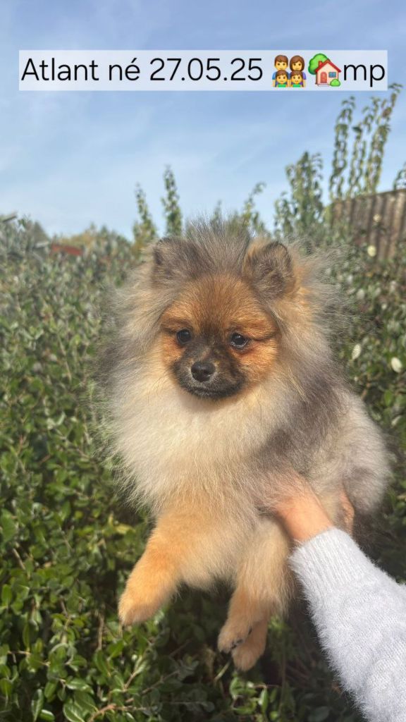 Mosneranie - Chiots disponibles - Spitz allemand