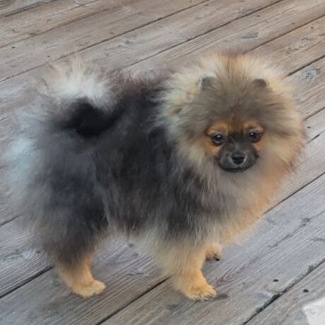 Mosneranie - Chiots disponibles - Spitz allemand