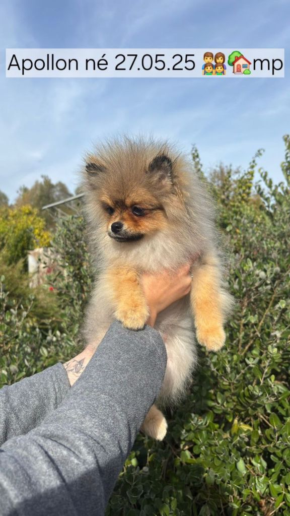 Mosneranie - Chiots disponibles - Spitz allemand