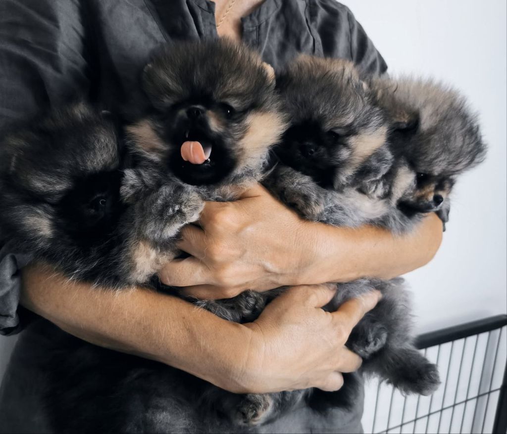 Chiot Spitz allemand Mosneranie