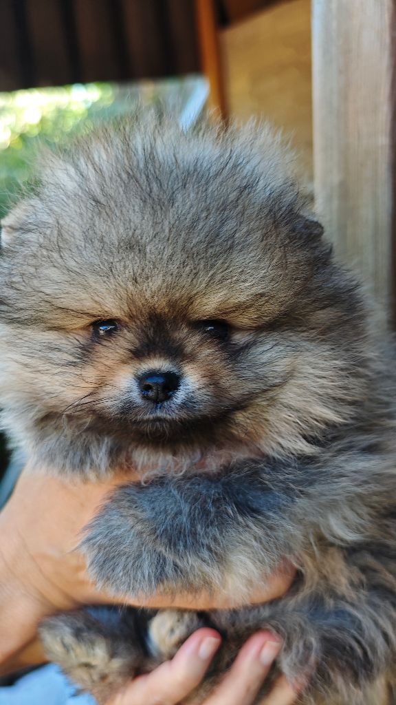 Mosneranie - Chiots disponibles - Spitz allemand
